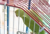Green parrot