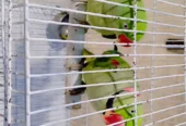 Raw Kashmiri parrots pairs for sell with cage