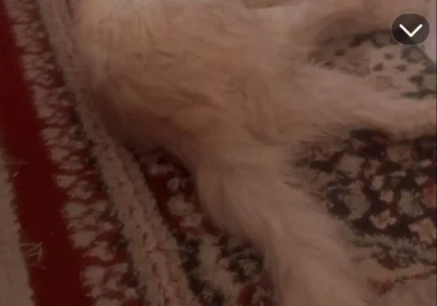 d6017ae8-592d-4f6d-9be4-a47115e03dda