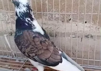 d7a4190f-e71a-4442-b8d3-34a1c7e21f0d