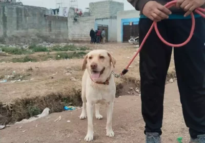 da69f45c-a7c5-4c6d-b9eb-f8603e4fbf7d