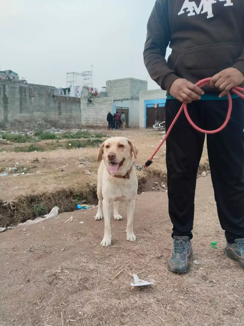 Labrador breeder female