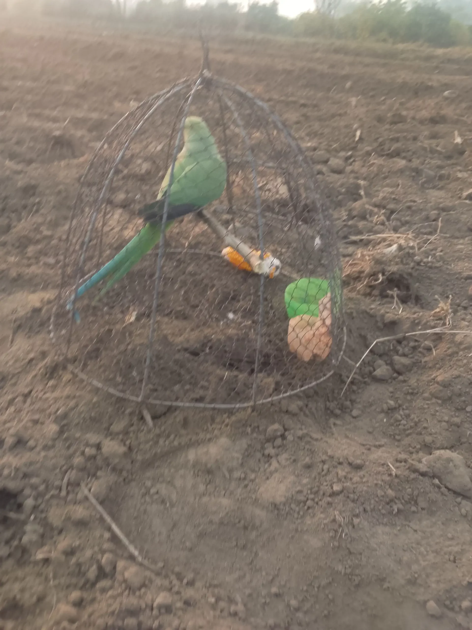 Inshallah munaseb price per milega inshallah zaror