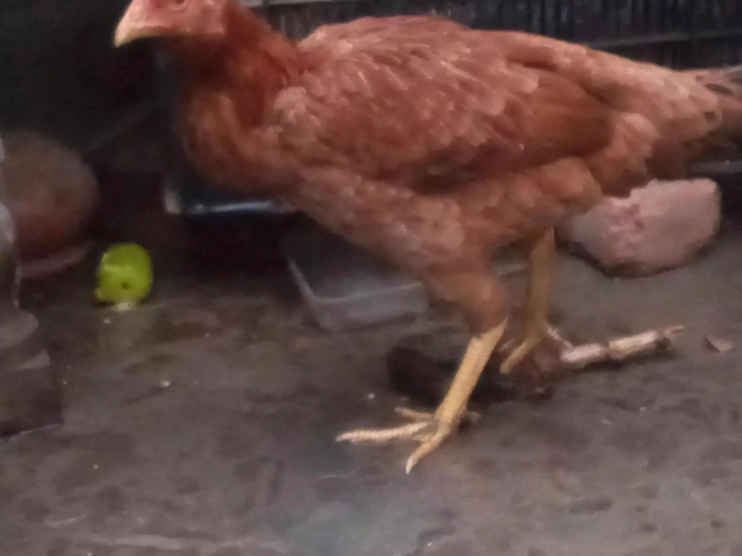 Pure mushka aseel pair