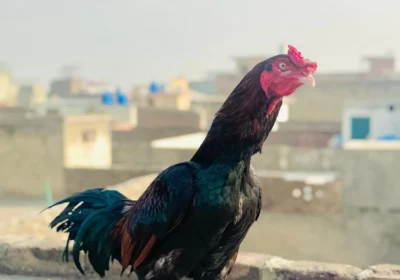 e270f110-63cb-4ad2-b758-a36c448cbe1c