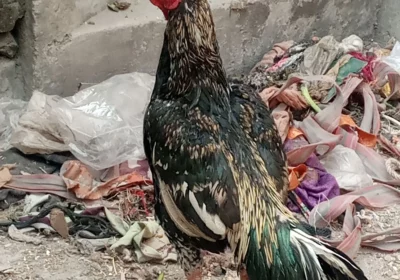 e51b93b3-22ac-4e59-a176-1d82016a1e05