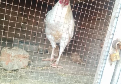 e55b3fe1-6ed4-4543-8035-9bd191da0238