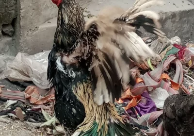 e8676768-ef06-41b3-9a05-5d18f272f824