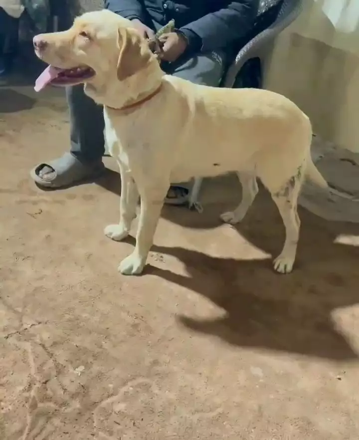 Labrador breeder female