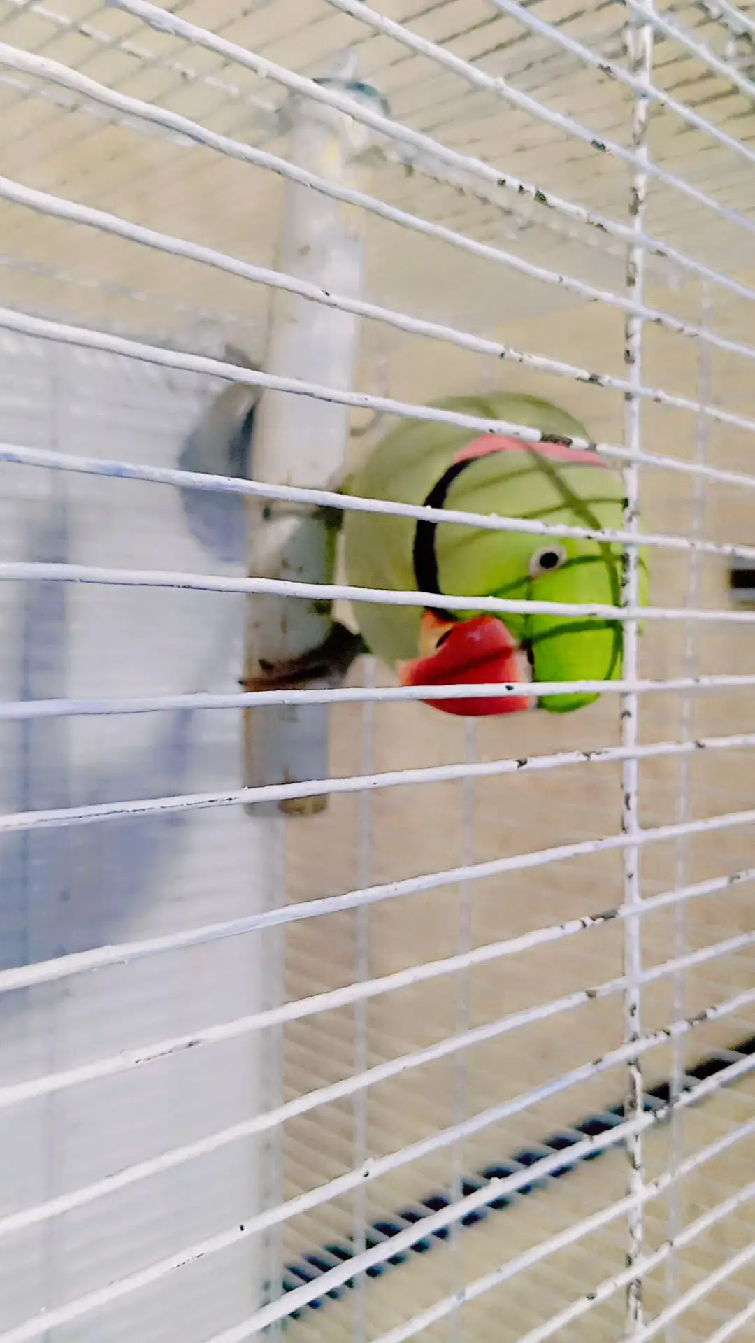 Raw Kashmiri parrots pairs for sell with cage