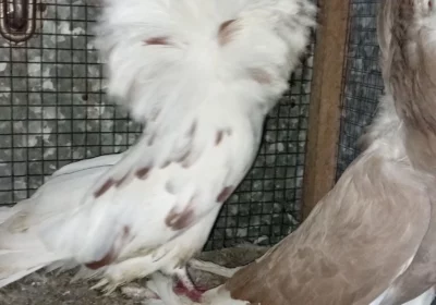 ee3e64ae-c73c-4f75-81a9-0f7e821d4043-1