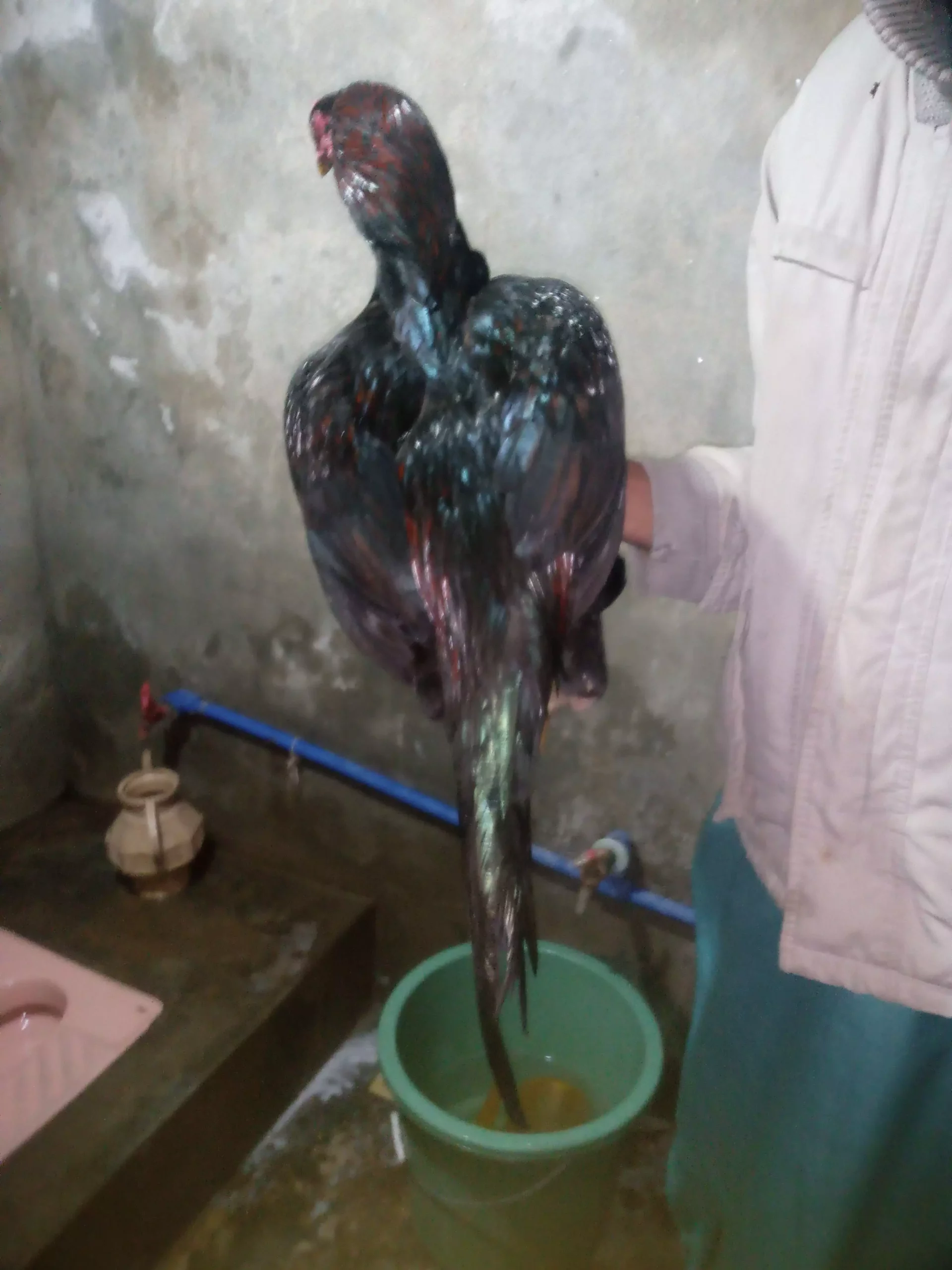 Pure mushka aseel pair