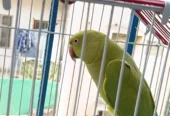 Green parrot