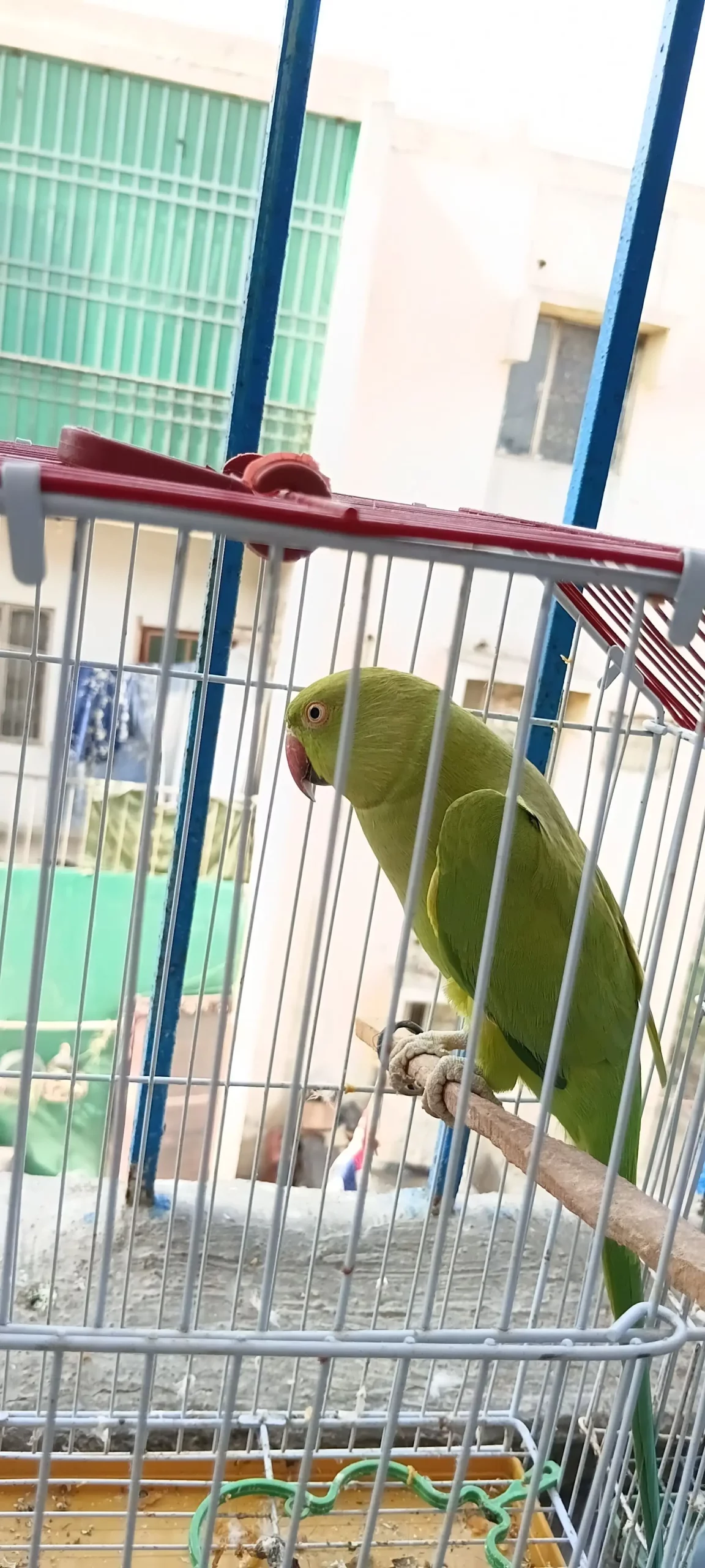 Green parrot