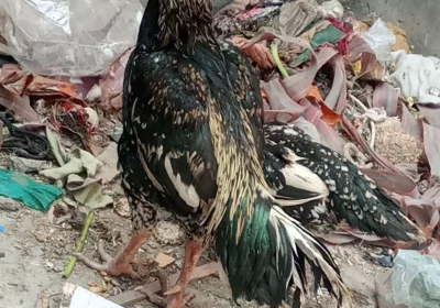 fc06785a-7664-4554-935d-ef4751b175e7