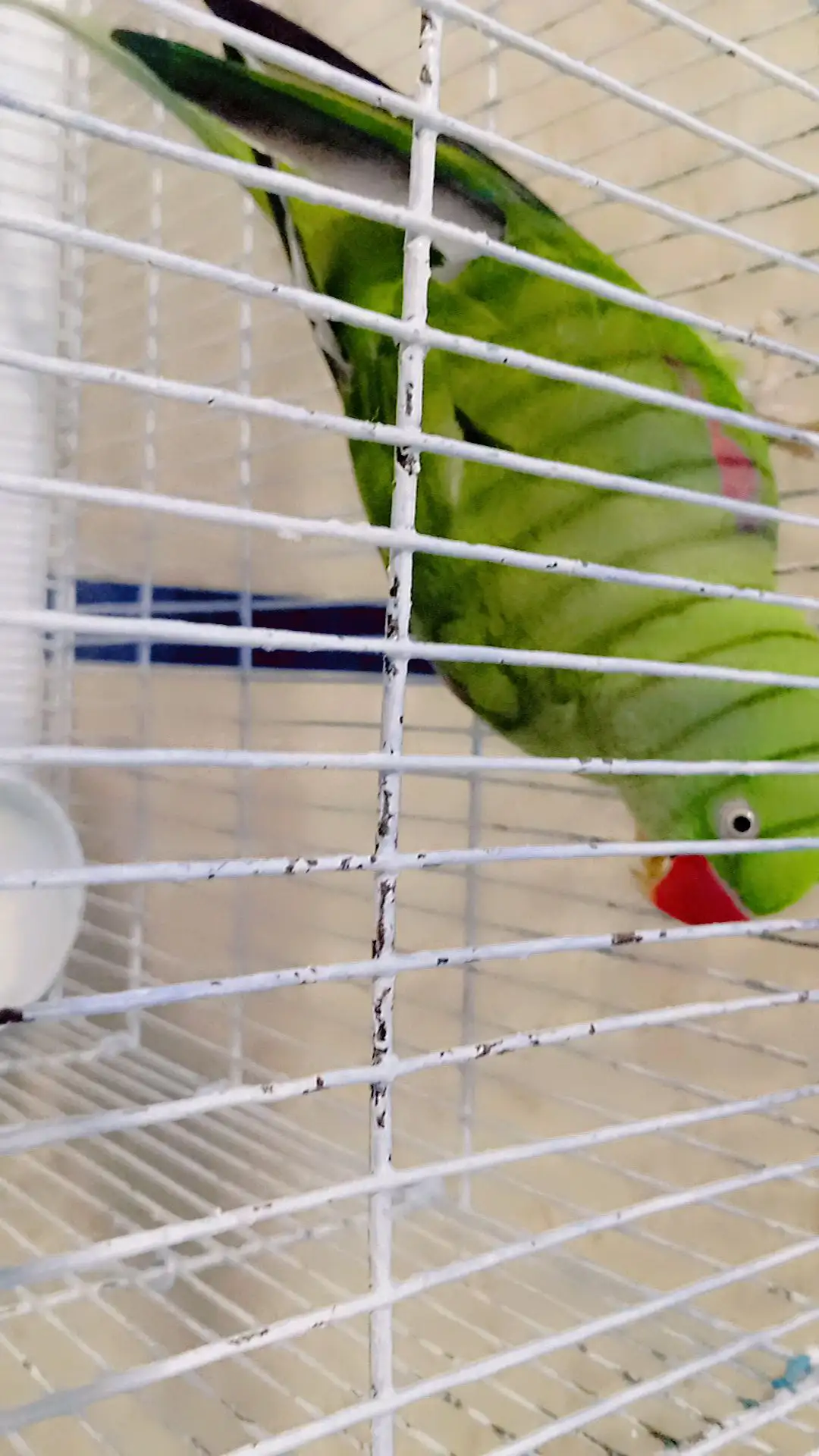 Raw Kashmiri parrots pairs for sell with cage