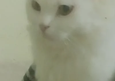 ff143340-bfff-4d8b-9bf0-c5ed419ecb02