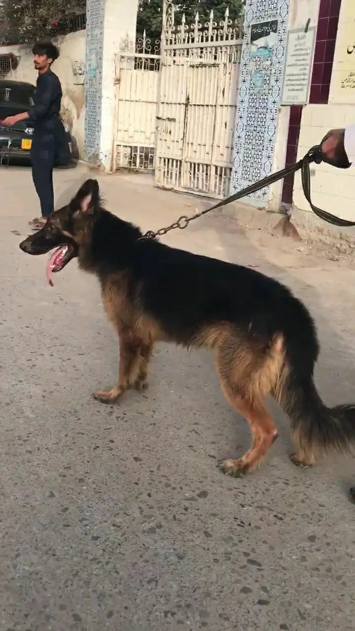 German Sheffield Pedigree Male