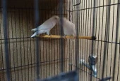 White Albino Lovebirds Pair – Healthy & Active – 2000 Only