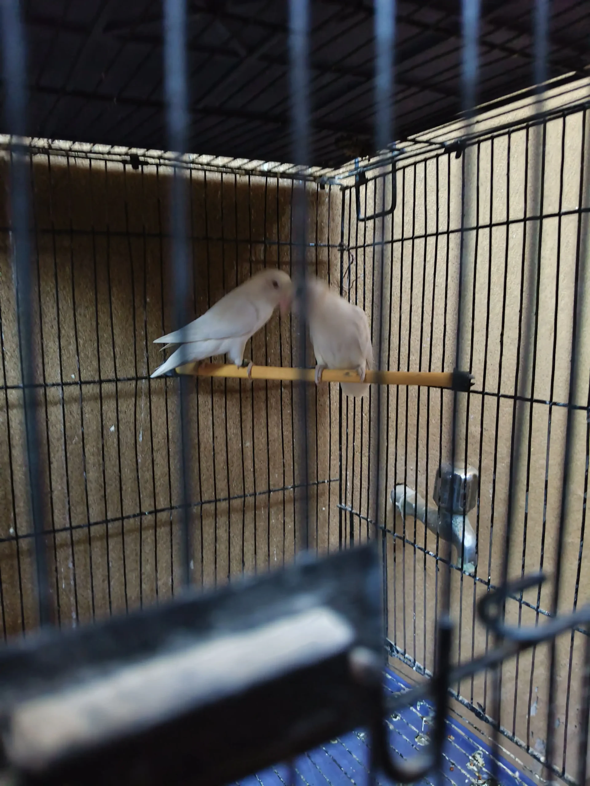 White Albino Lovebirds Pair – Healthy & Active – 2000 Only