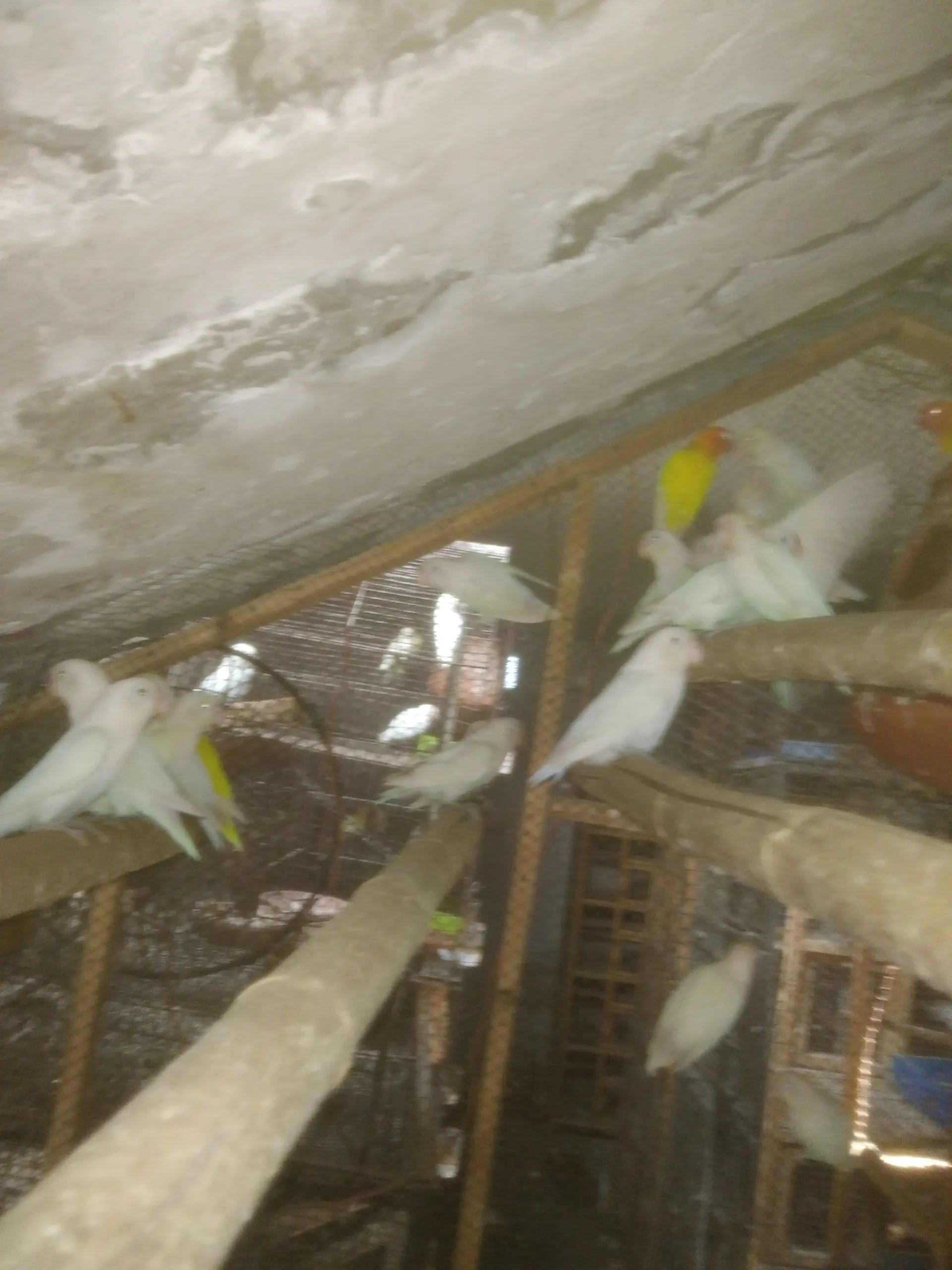 Lutino Red Eyes and Albino Black Eyes Colony