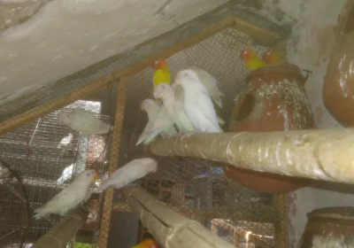 184f3d65-bc65-4a87-a5fc-fa420ed6c3ba-2