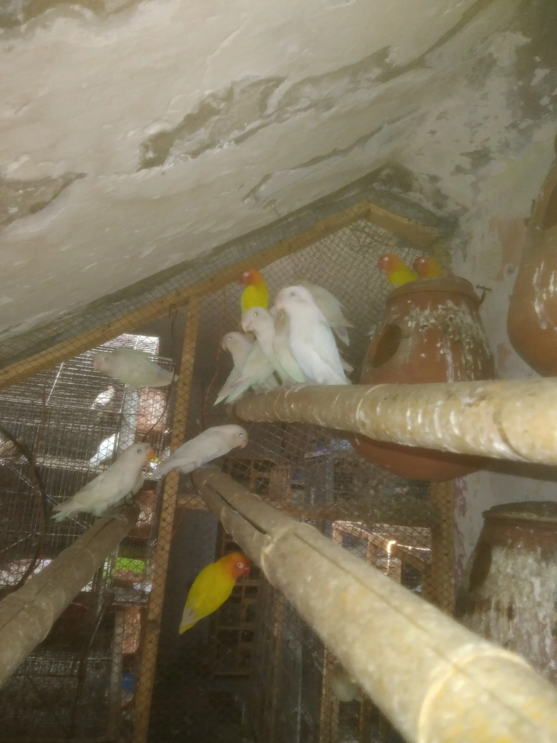 Lutino Red Eyes and Albino Black Eyes Colony