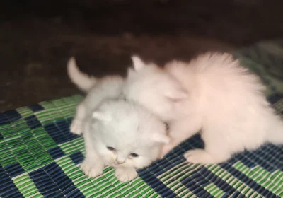 1da6acb4-5f24-49c9-87c2-2a0f61170be7