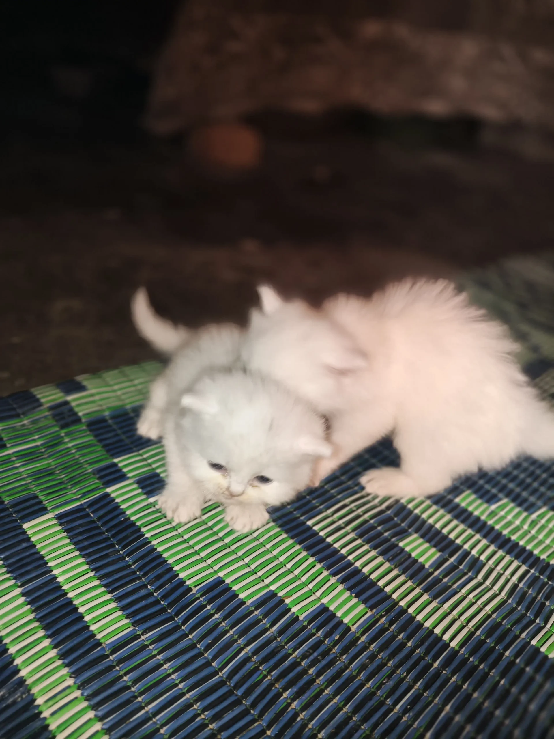 Persian Kittens Double Core