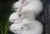 Rabbits bunnies