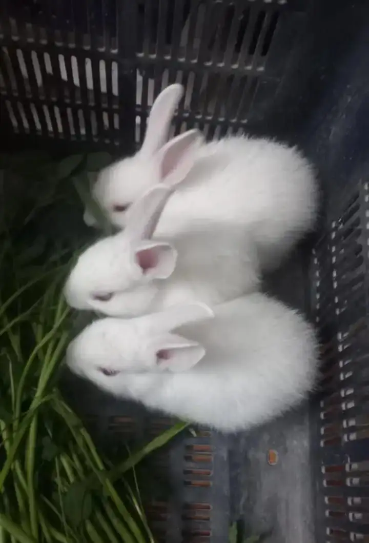 Rabbits bunnies