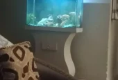 Beautiful Aquarium