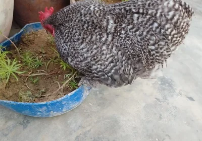 29261e4e-259e-4385-b8e0-a7a95cb27b9d