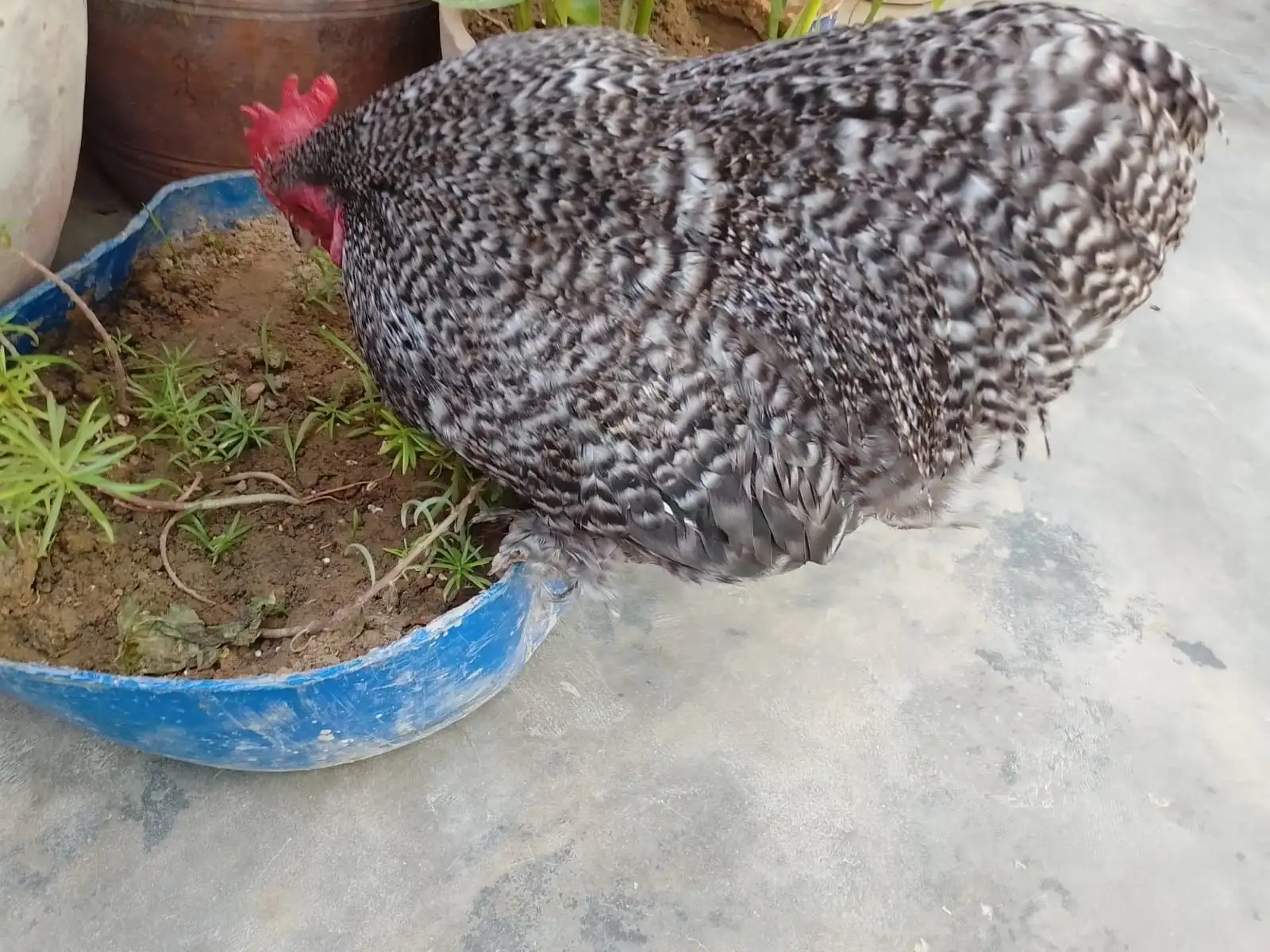 Bantum high quality breeder pair available 03143225468