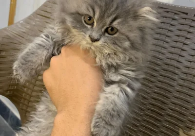 31374e28-6444-46ac-94e0-c25bc307bb5e