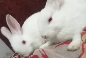 Rabbits bunnies