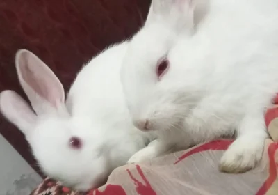 3816a2cb-4b4e-4577-958b-442abfa5a424