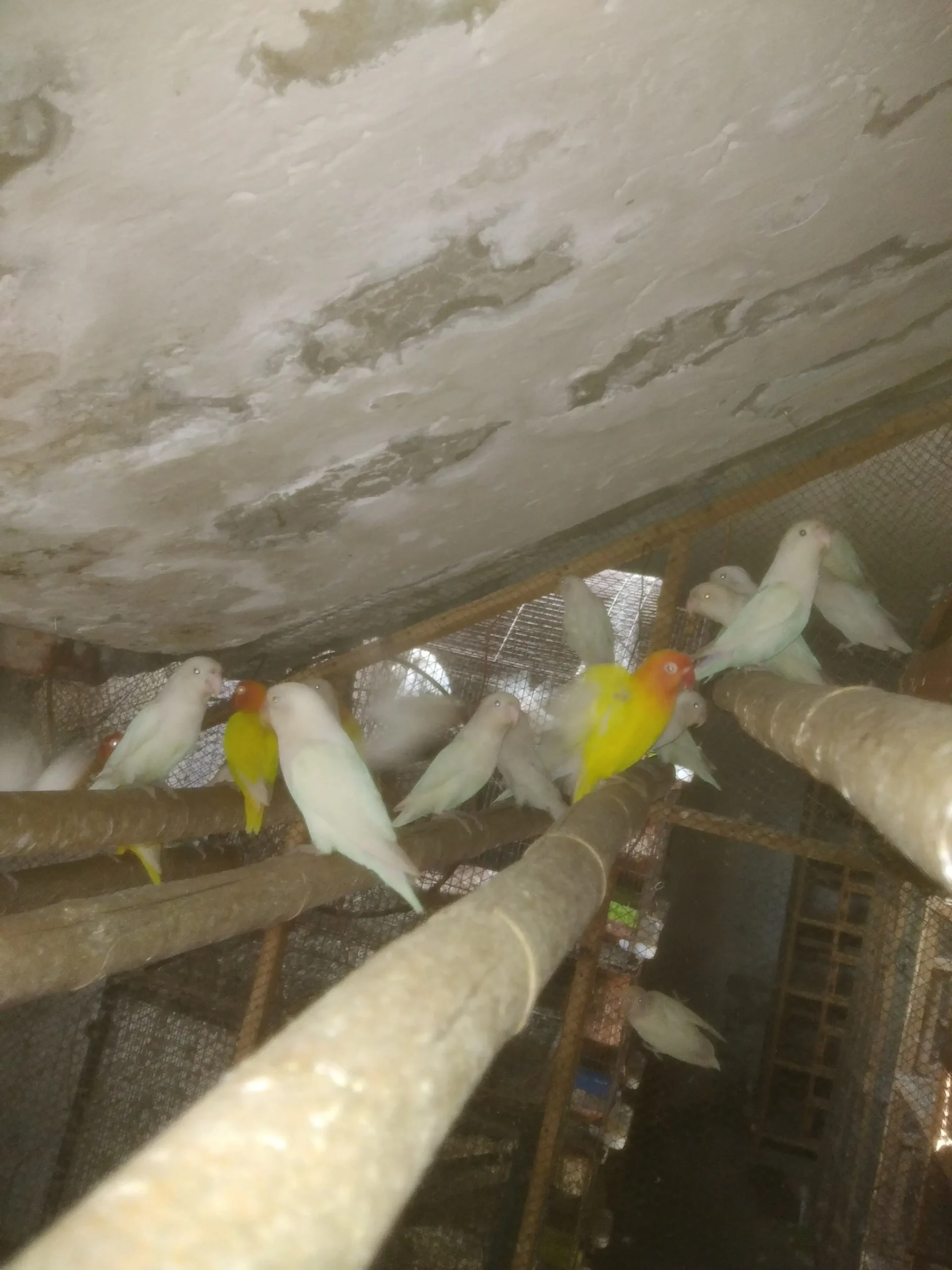 Lutino Red Eyes and Albino Black Eyes Colony