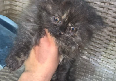 44d1c06f-dd22-45a5-80ef-967dcab41975