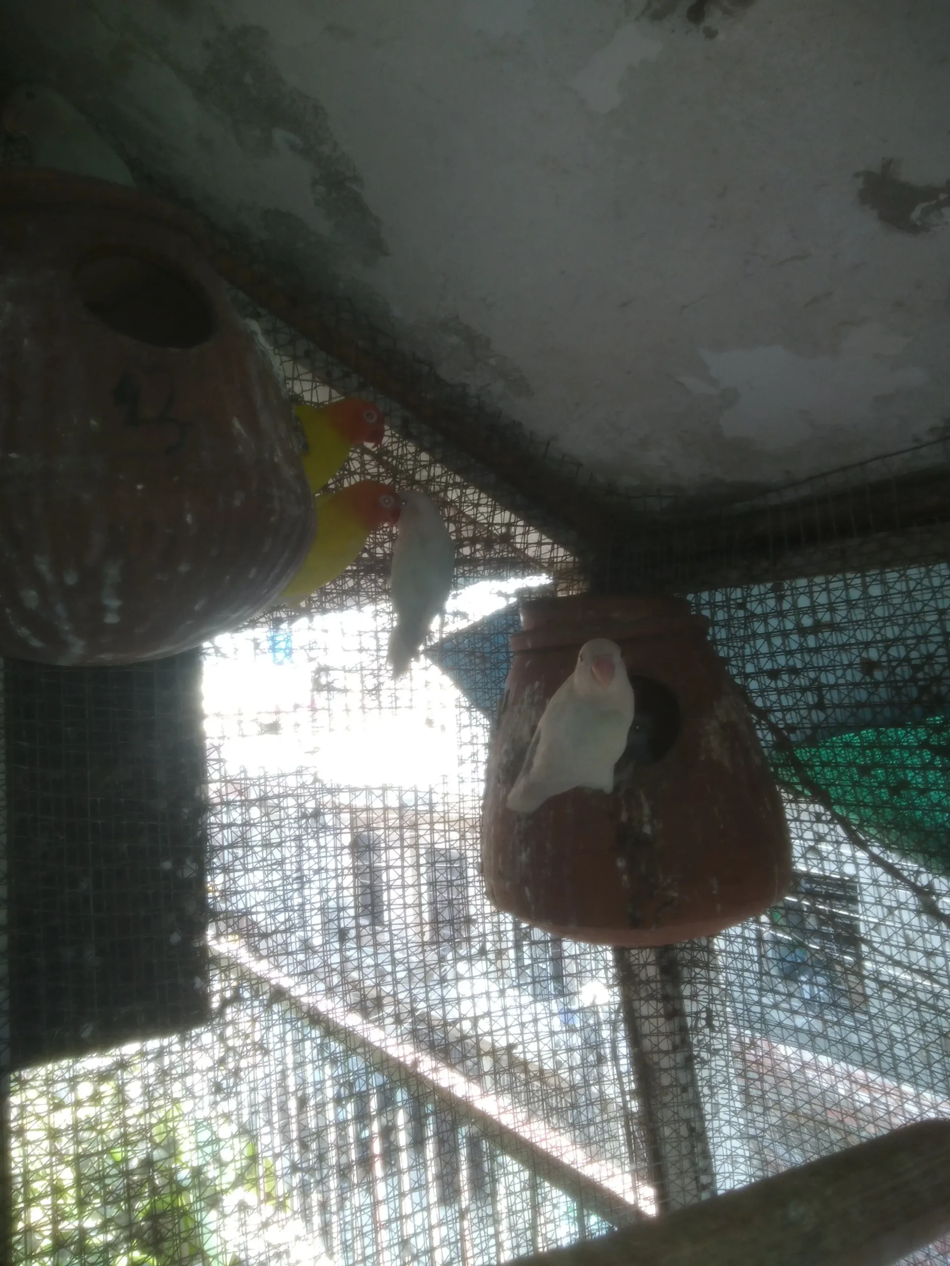 Lutino Red Eyes and Albino Black Eyes Colony