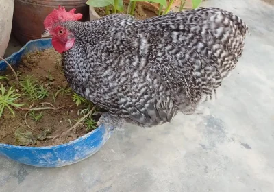 4a87acd5-982c-4ddb-a82b-5f8752b7dee9