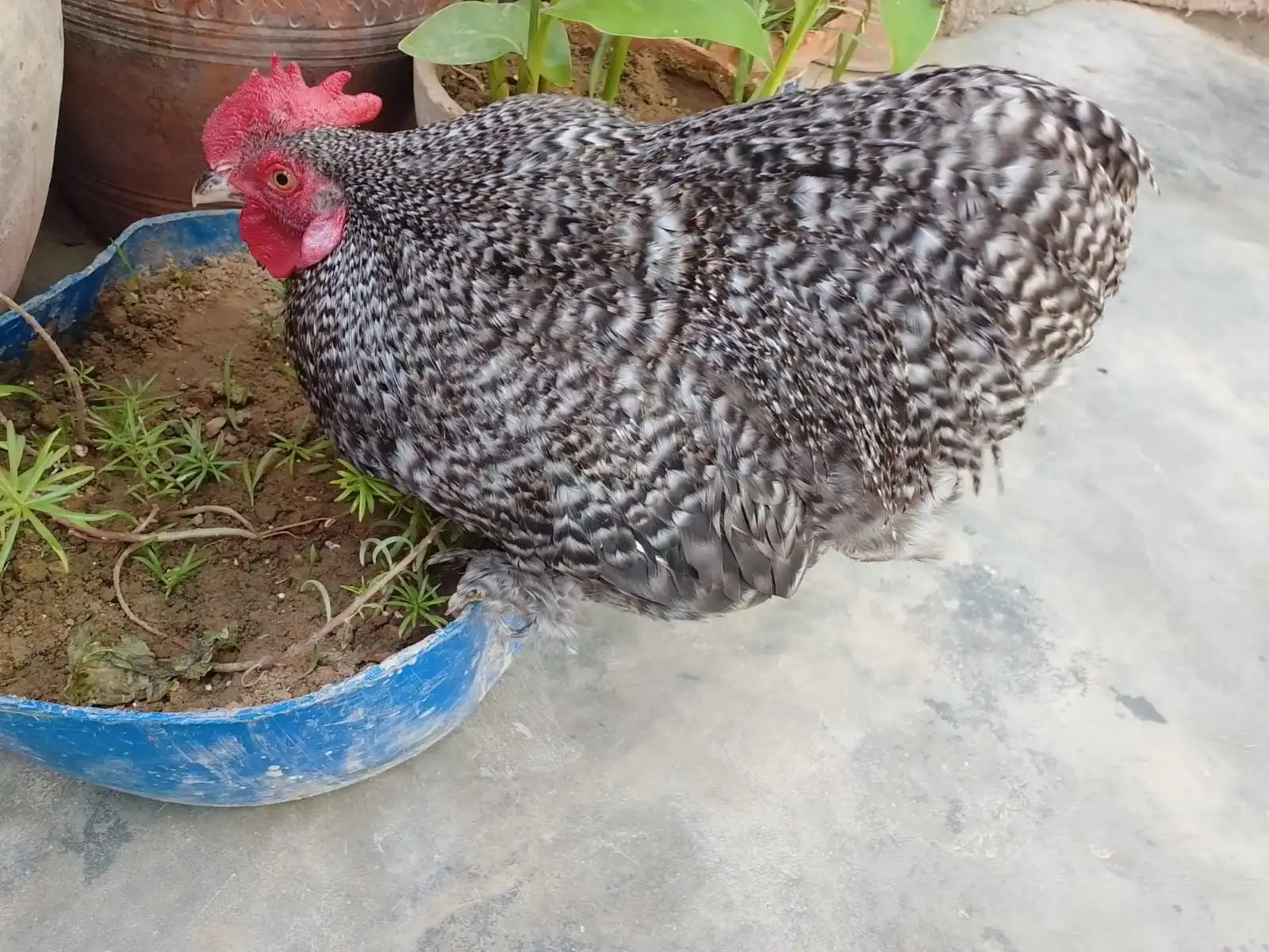 Bantum high quality breeder pair available 03143225468