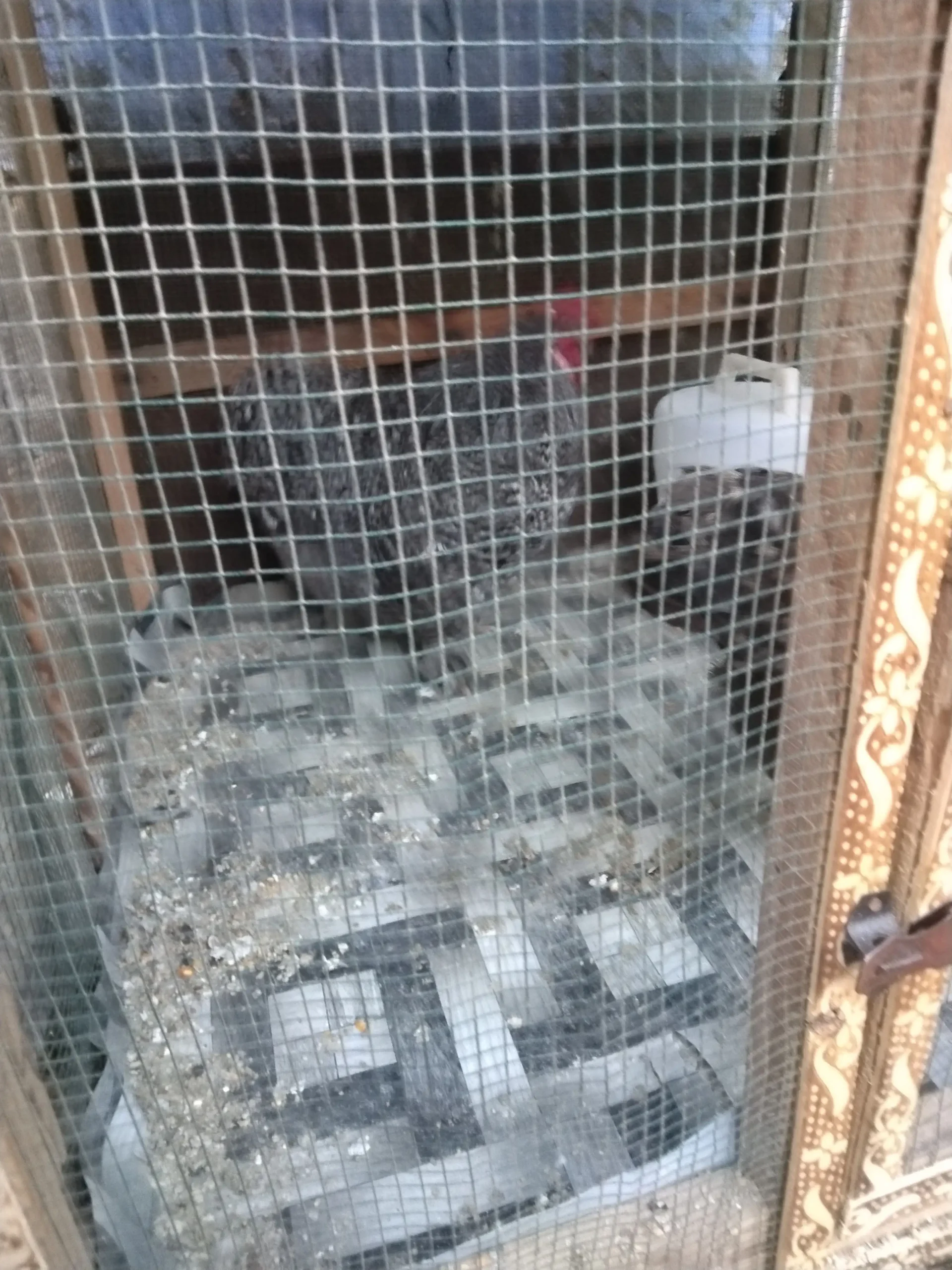 Bantum high quality breeder pair available 03143225468