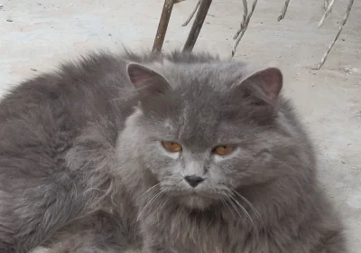 4c5c1f7c-0a6c-4bac-88b5-cab944c60213