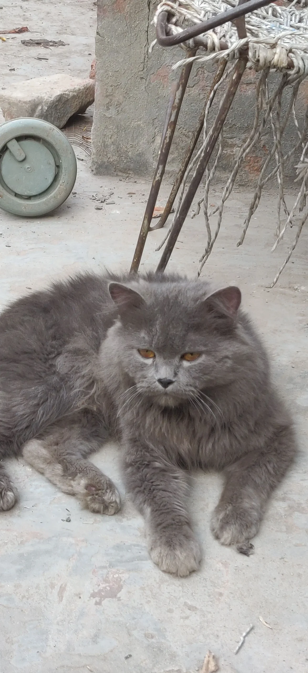 HIMALAYAN PERSIAN CAT 🐈😺