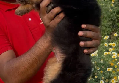 535b3f12-a1c6-4bb1-acac-c2eea75c9ae1