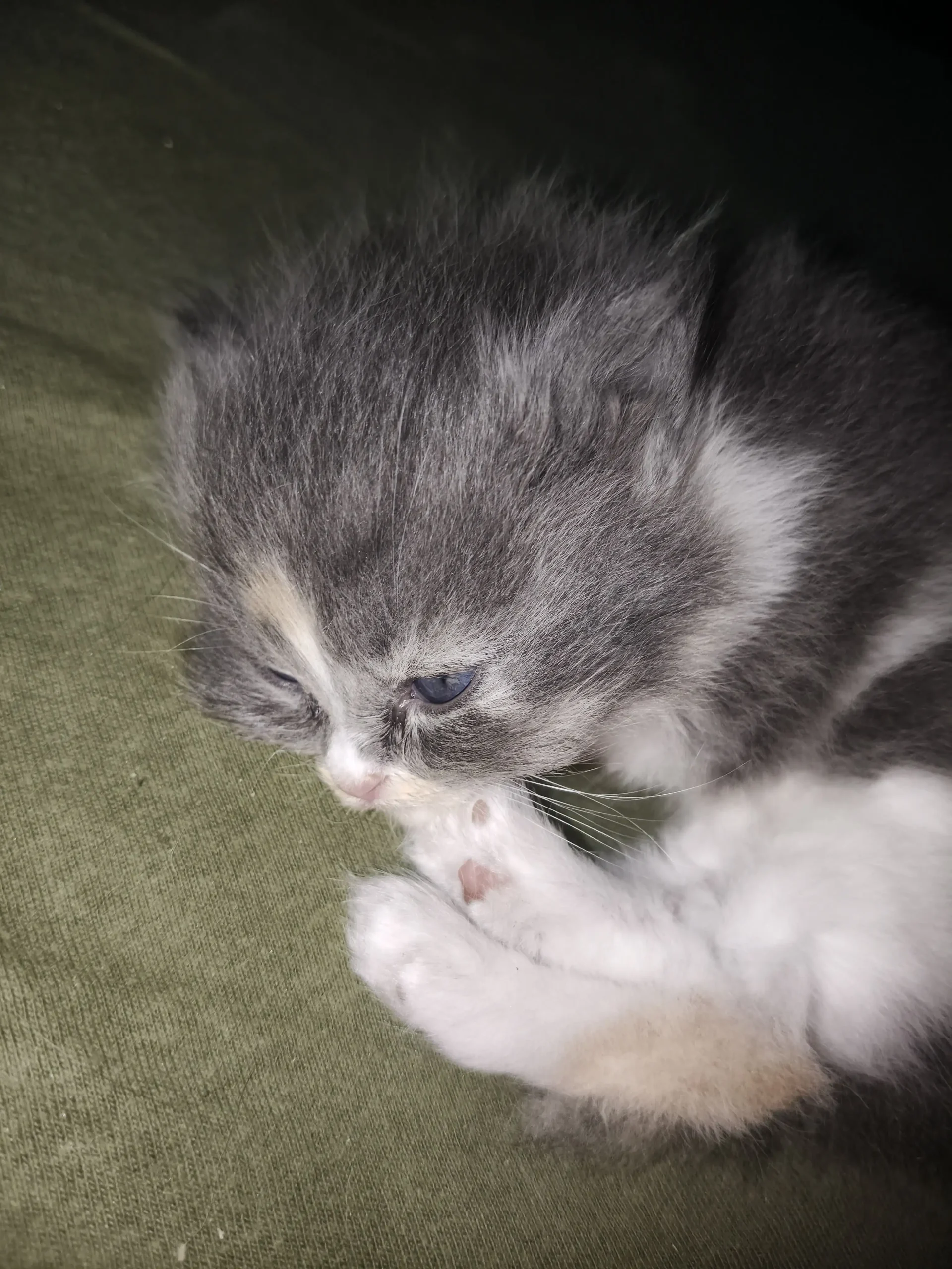 Persian Kittens Double Core