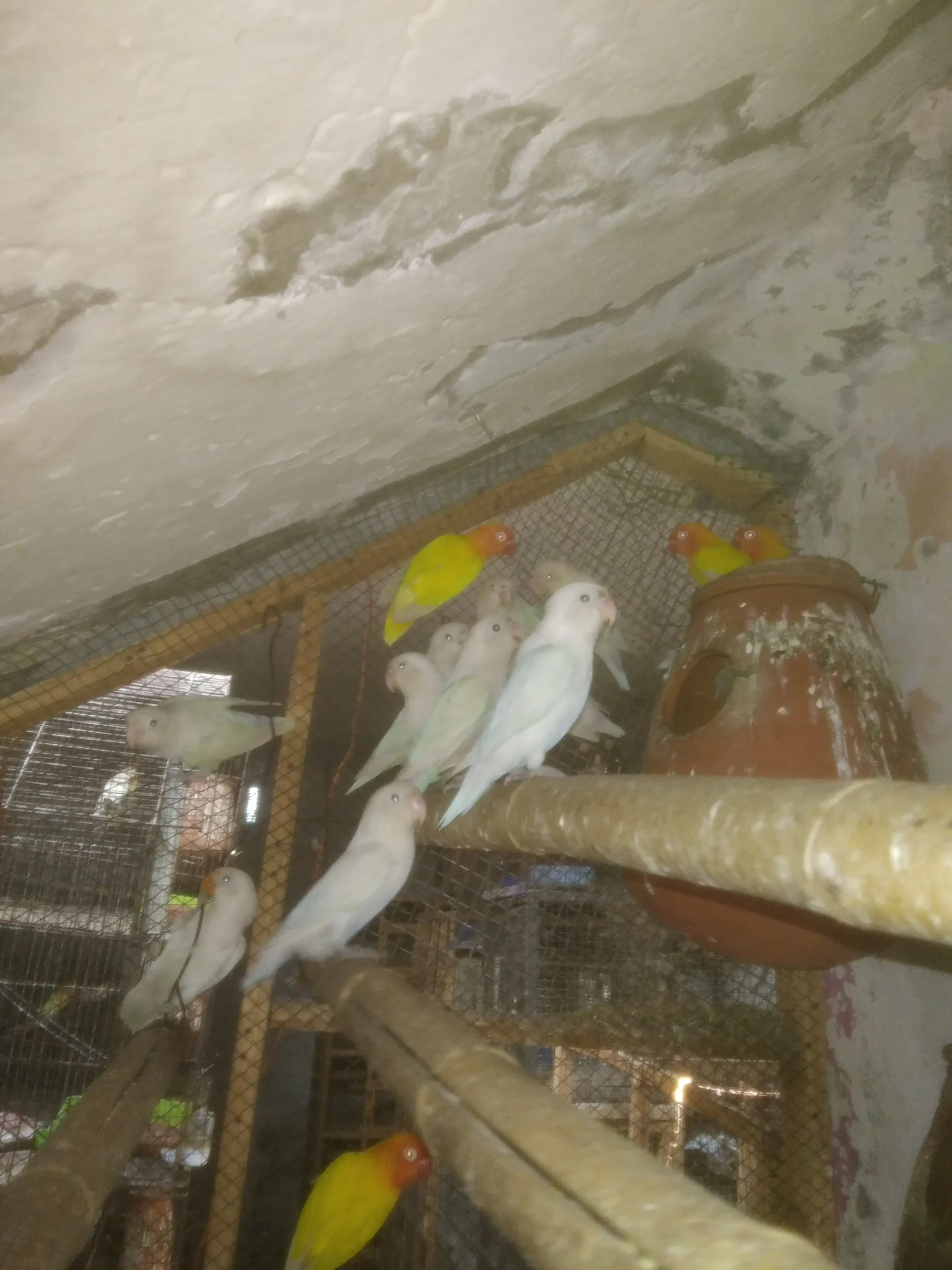 Lutino Red Eyes and Albino Black Eyes Colony