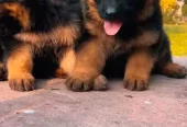German shepherd