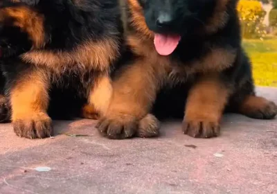 5c16f1e6-d0ed-44fc-87e6-f3b5c7e1c551